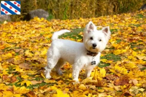 Lees meer over het artikel Westie fokkers en pups in Friesland