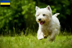 Lees meer over het artikel Westie fokkers en pups in Gelderland