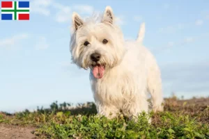 Lees meer over het artikel Westie fokkers en pups in Groningen