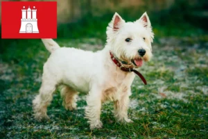 Lees meer over het artikel Westie fokkers en pups in Hamburg