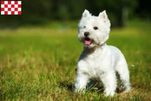Lees meer over het artikel Westie fokkers en pups in Noord-Brabant