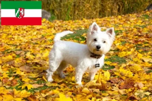 Lees meer over het artikel Westie fokkers en pups in Noordrijn-Westfalen