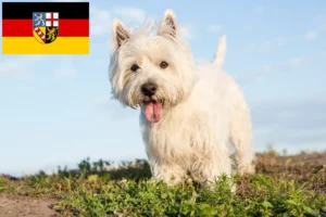 Lees meer over het artikel Westie fokkers en pups in Saarland