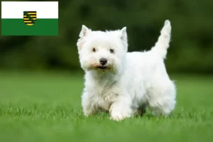 Lees meer over het artikel Westie fokkers en pups in Saksen