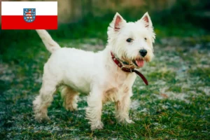 Lees meer over het artikel Westie fokkers en pups in Thüringen