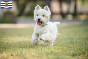 Lees meer over het artikel Westie fokkers en pups in Zeeland