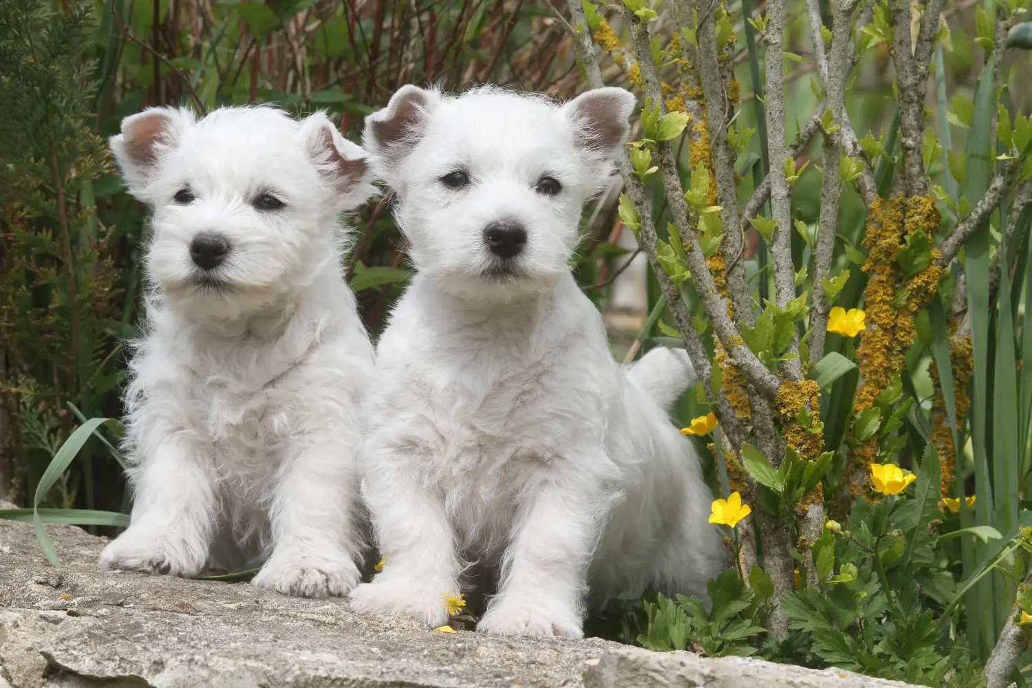 Een Westie puppy kopen betekent verantwoordelijkheid nemen! Westie puppy kopen.