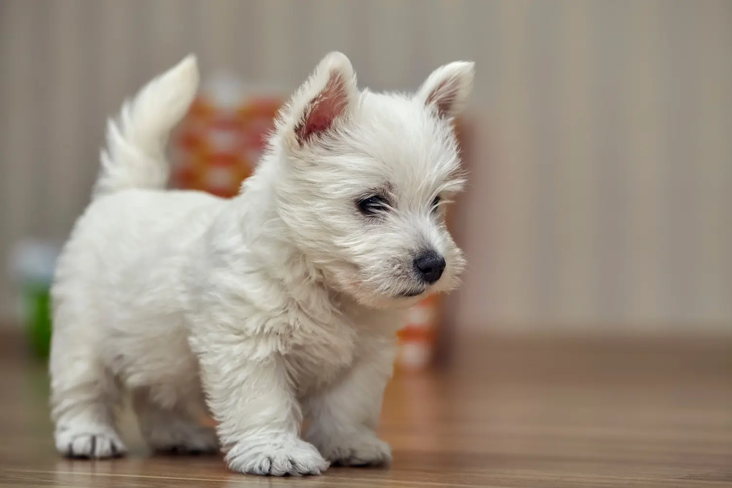 Een Westie puppy kopen betekent verantwoordelijkheid nemen! Westie puppy kopen.
