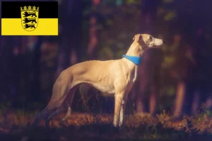 Lees meer over het artikel Whippet fokkers en pups in Baden-Württemberg