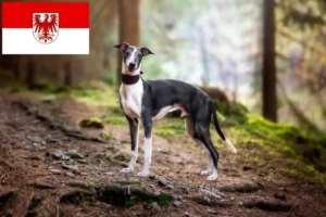 Lees meer over het artikel Whippet fokkers en pups in Brandenburg