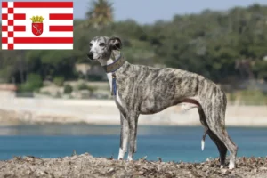 Lees meer over het artikel Whippet fokker en puppies in Bremen