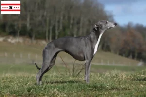Lees meer over het artikel Whippet fokkers en pups in Drenthe