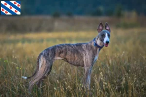 Lees meer over het artikel Whippet fokker en pups in Friesland