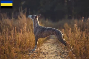 Lees meer over het artikel Whippet fokkers en pups in Gelderland
