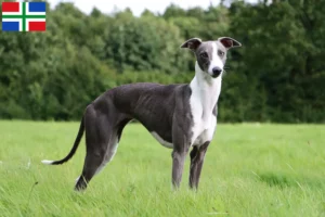 Lees meer over het artikel Whippet fokker en pups in Groningen