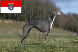 Lees meer over het artikel Whippet fokkers en pups in Hessen