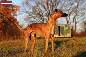 Lees meer over het artikel Whippet fokkers en pups in Letland