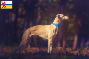 Lees meer over het artikel Whippet fokker en pups in Limburg