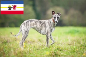 Lees meer over het artikel Whippet fokkers en pups in Mecklenburg-Vorpommern