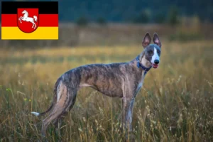 Lees meer over het artikel Whippet fokkers en pups in Nedersaksen