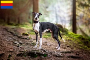 Lees meer over het artikel Whippet fokker en pups in Noord-Holland