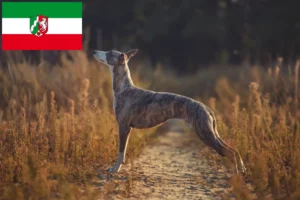 Lees meer over het artikel Whippet fokkers en pups in Noordrijn-Westfalen