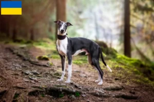 Lees meer over het artikel Whippet fokkers en puppy’s in Oekraïne