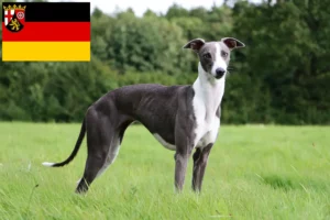 Lees meer over het artikel Whippet fokkers en pups in Rijnland-Palts