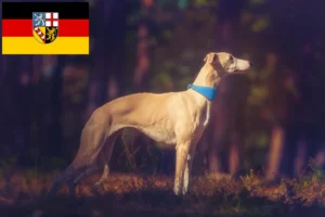 Lees meer over het artikel Whippet fokkers en pups in Saarland