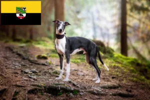 Lees meer over het artikel Whippet fokkers en pups in Saksen-Anhalt