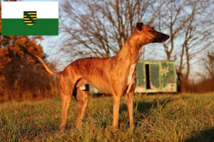 Lees meer over het artikel Whippet fokkers en pups in Saksen