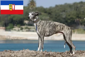 Lees meer over het artikel Whippet fokkers en pups in Sleeswijk-Holstein