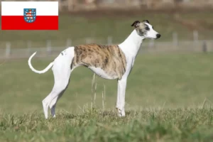 Lees meer over het artikel Whippet fokkers en pups in Thüringen