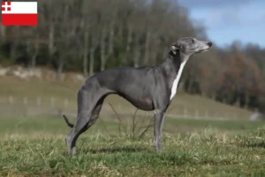 Lees meer over het artikel Whippet fokker en pups in Utrecht