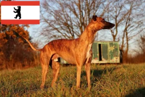 Lees meer over het artikel Whippet fokker en pups in Berlijn