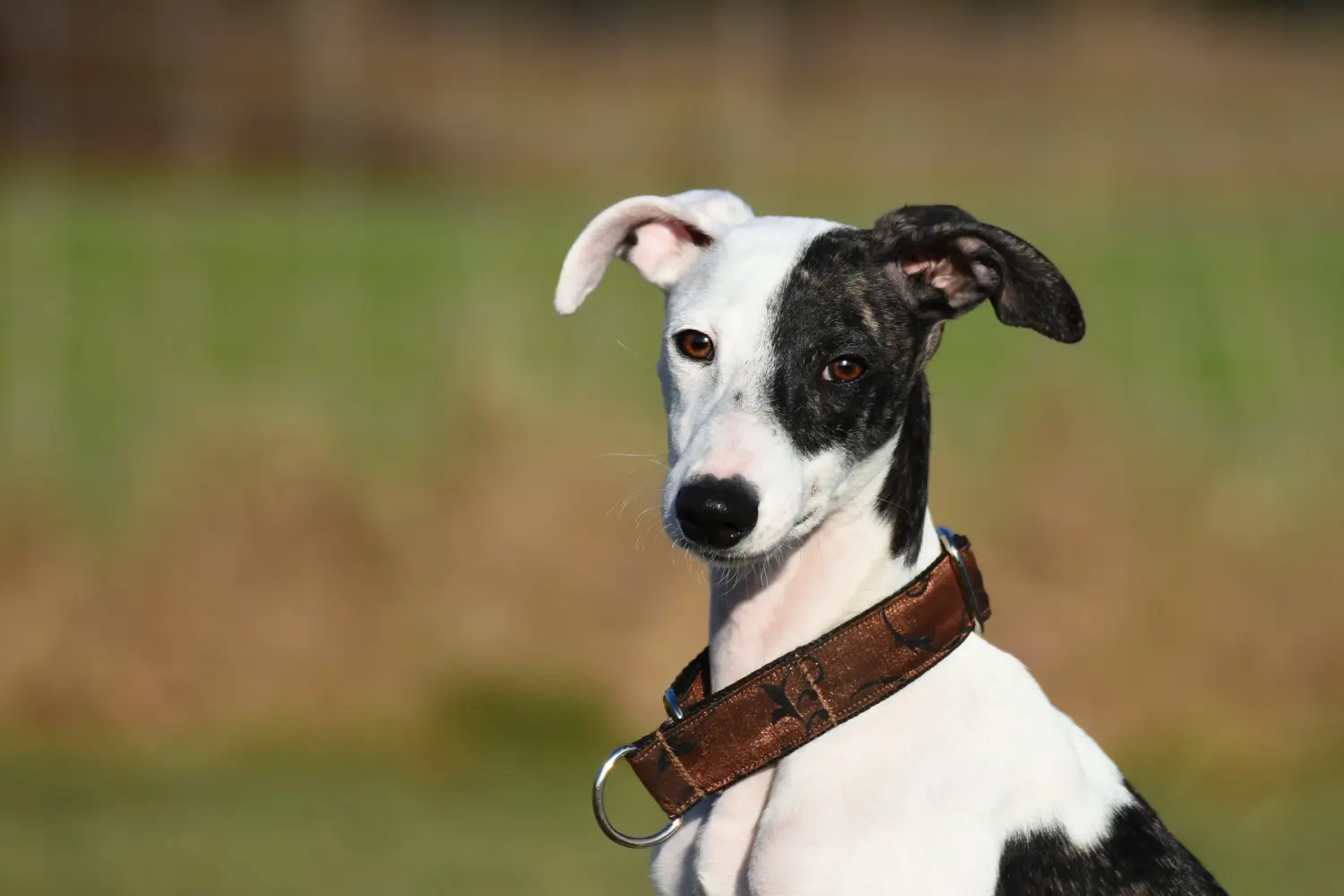 Een Whippet puppy kopen betekent verantwoordelijkheid nemen! Whippet puppy kopen.