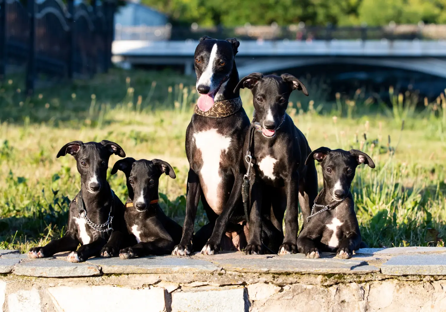 Een Whippet puppy kopen betekent verantwoordelijkheid nemen! Whippet puppy kopen.