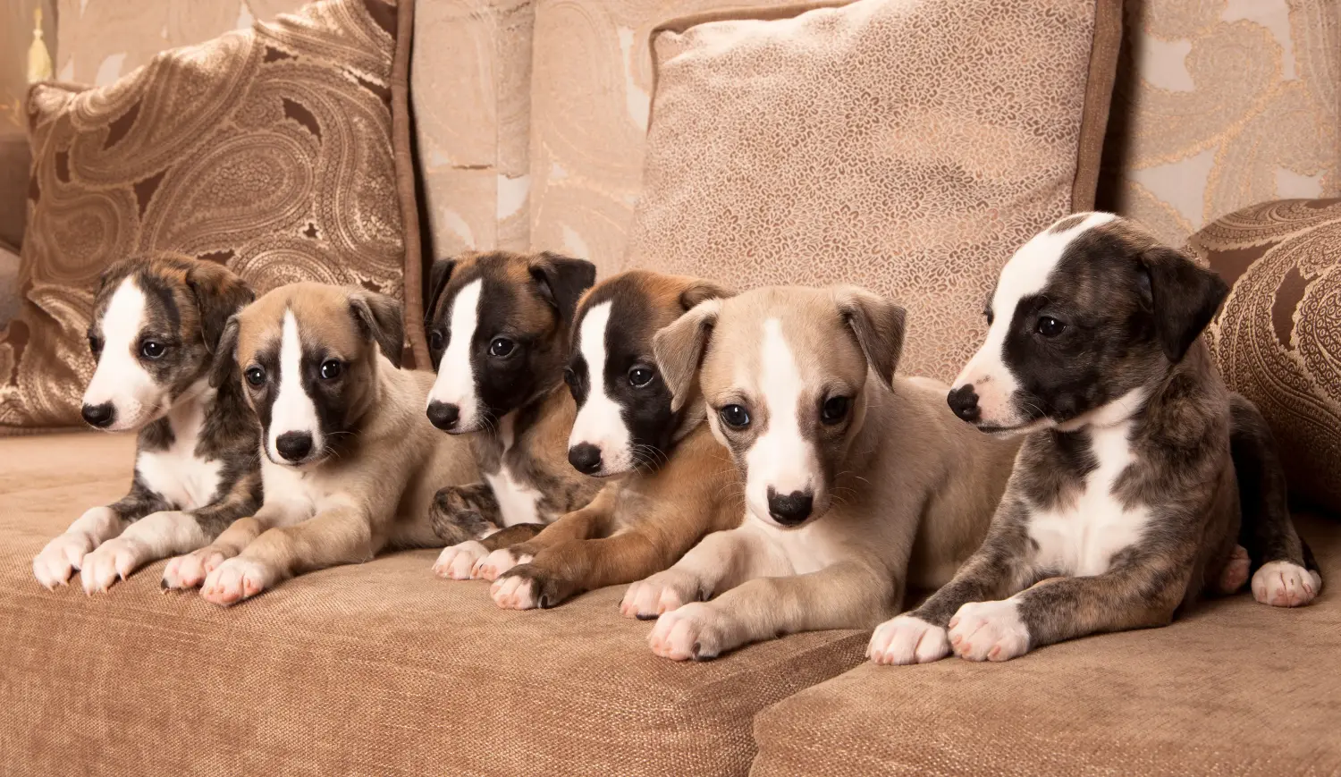 Een Whippet puppy kopen betekent verantwoordelijkheid nemen! Whippet puppy kopen.