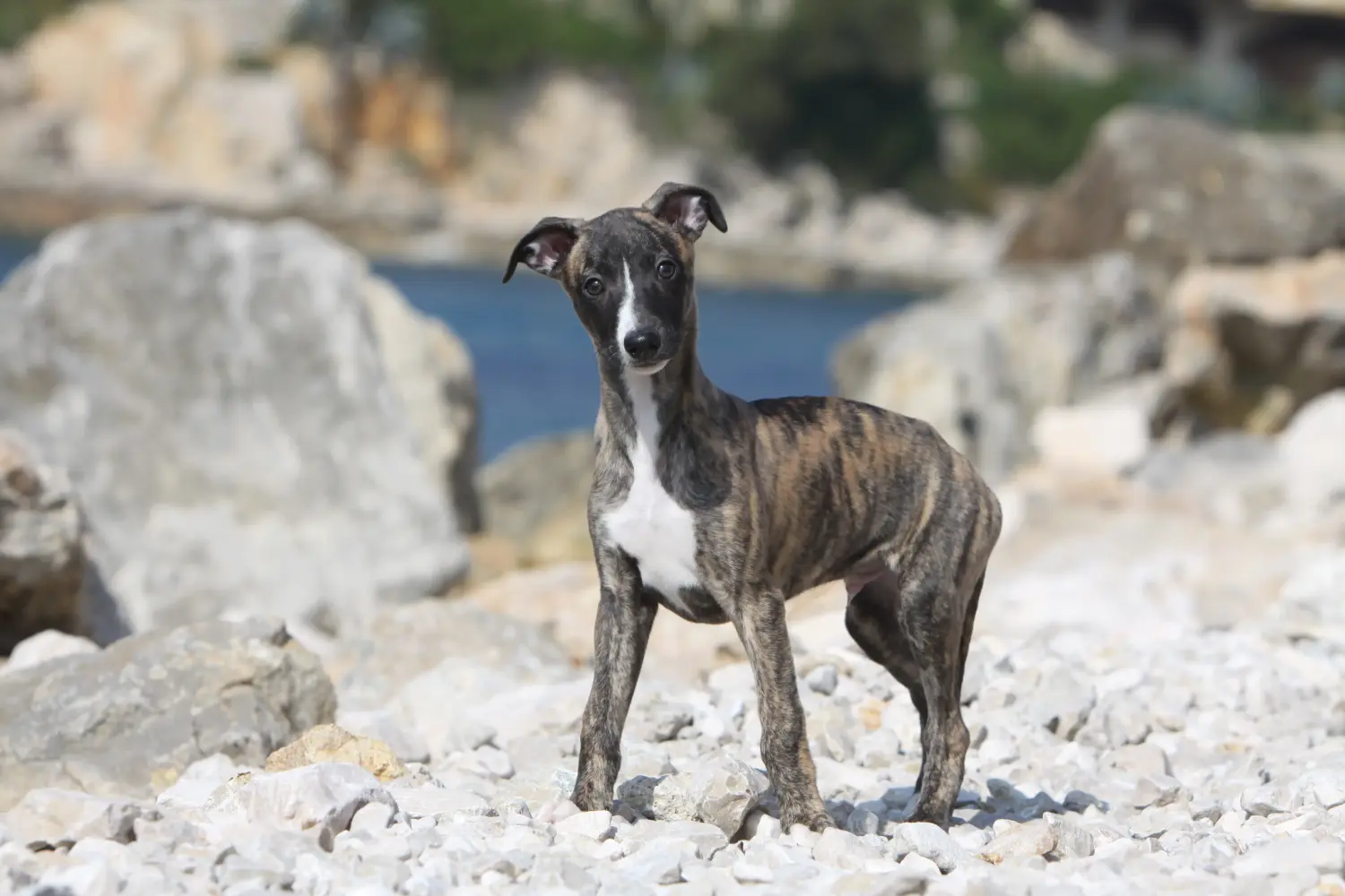 Een Whippet puppy kopen betekent verantwoordelijkheid nemen! Whippet puppy kopen.
