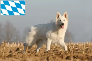 Lees meer over het artikel Witte Zwitserse Herder fokkers en pups in Beieren