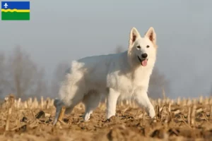 Lees meer over het artikel Witte Zwitserse Herder fokkers en pups in Flevoland