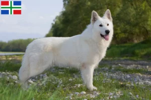 Lees meer over het artikel Witte Zwitserse Herder fokkers en pups in Groningen