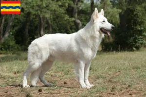 Lees meer over het artikel Witte Zwitserse Herder fokkers en pups in Overijssel