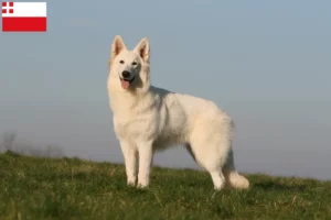 Lees meer over het artikel Witte Zwitserse Herder fokkers en pups in Utrecht
