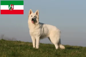Lees meer over het artikel Witte Zwitserse Herder fokkers en pups in Noordrijn-Westfalen