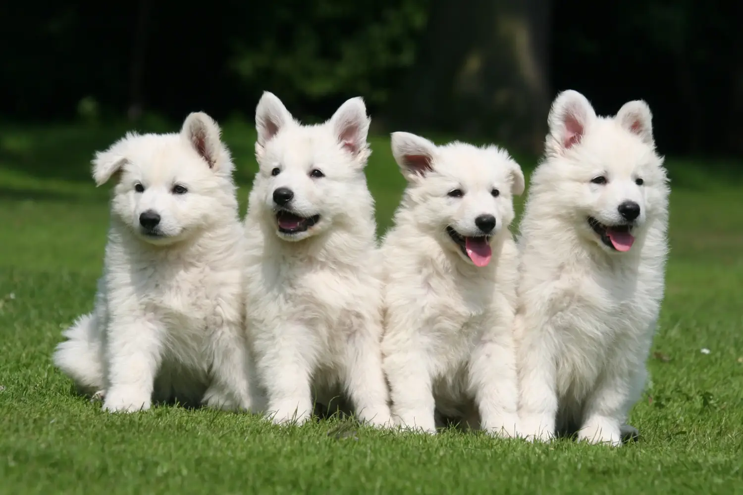 Een Witte Zwitserse Herder puppy kopen betekent verantwoordelijkheid nemen! Witte Zwitserse herder puppy's kopen.