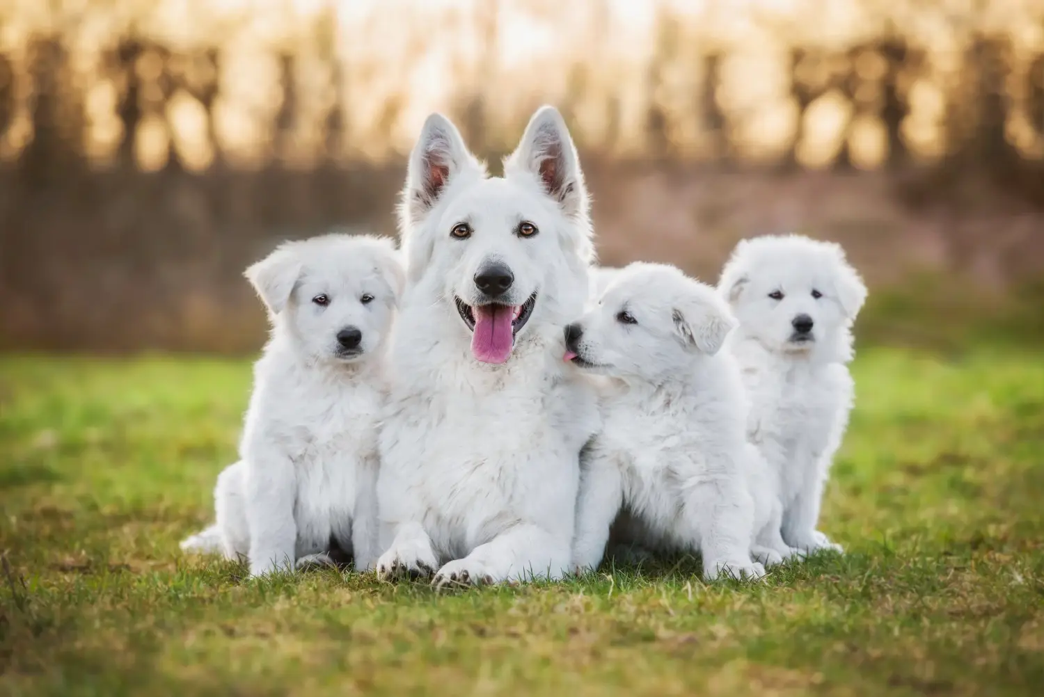 Een Witte Zwitserse Herder puppy kopen betekent verantwoordelijkheid nemen! Witte Zwitserse herder puppy's kopen.