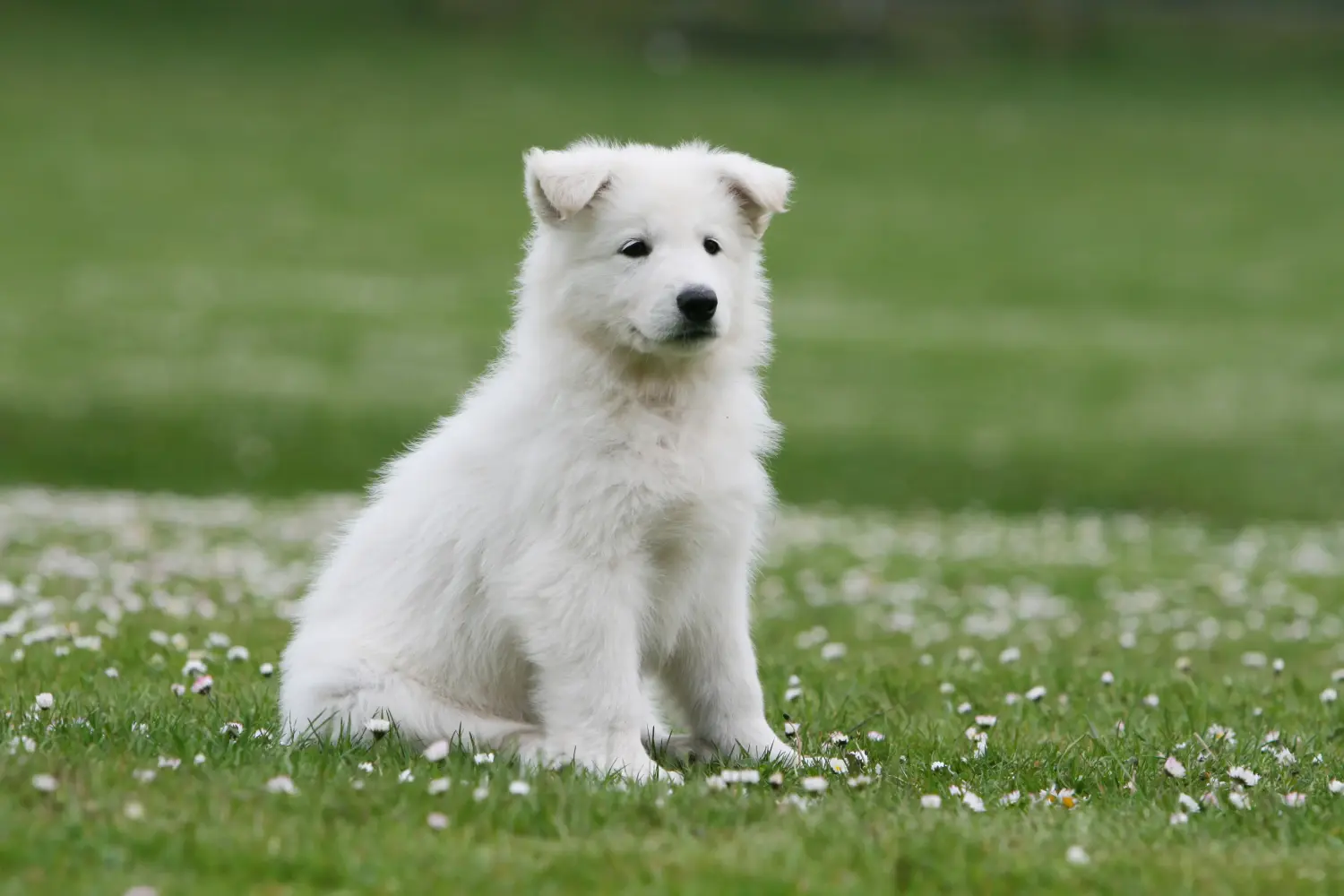 Een Witte Zwitserse Herder puppy kopen betekent verantwoordelijkheid nemen! Witte Zwitserse herder puppy's kopen.