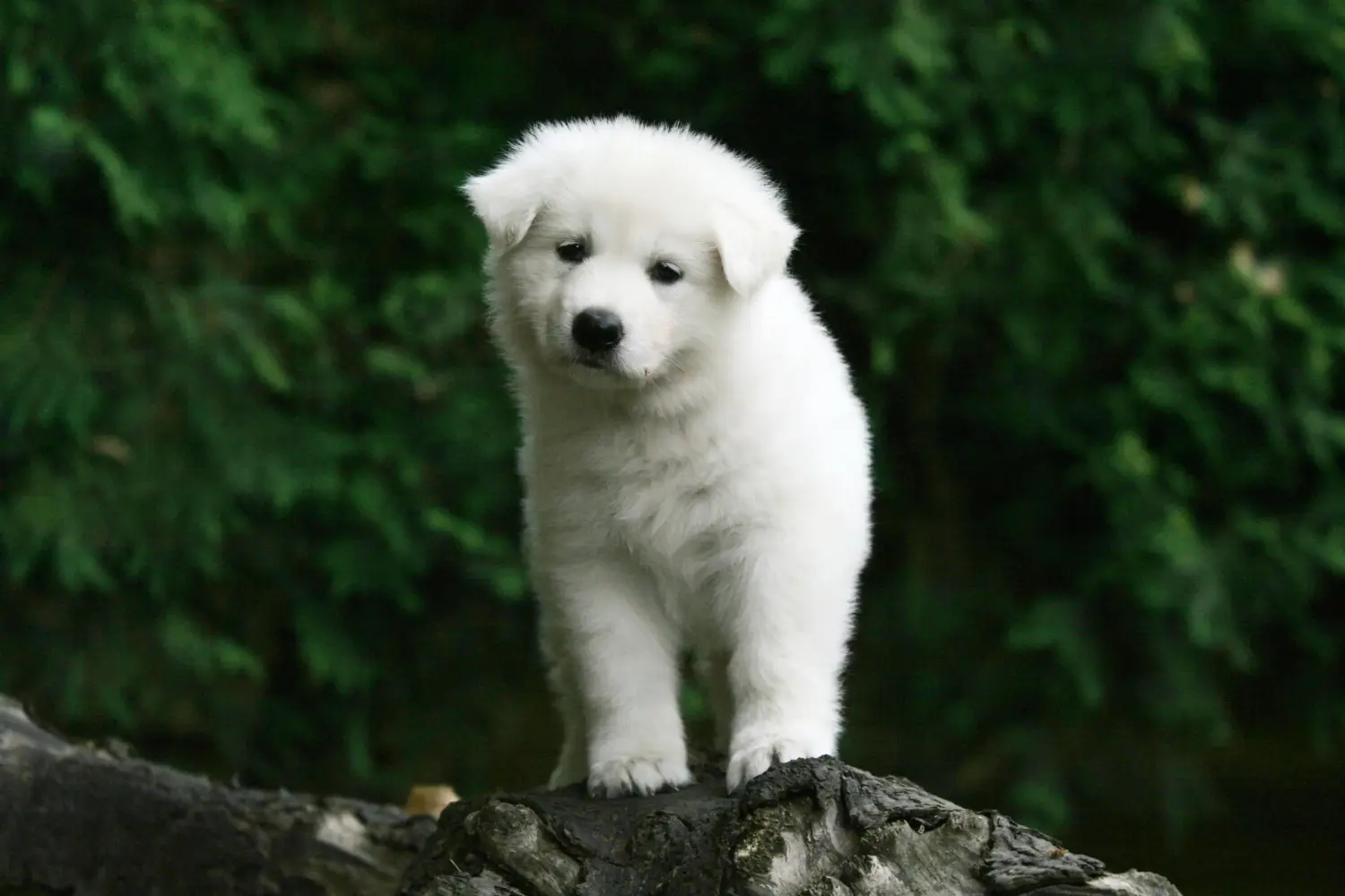 Een Witte Zwitserse Herder puppy kopen betekent verantwoordelijkheid nemen! Witte Zwitserse herder puppy's kopen.