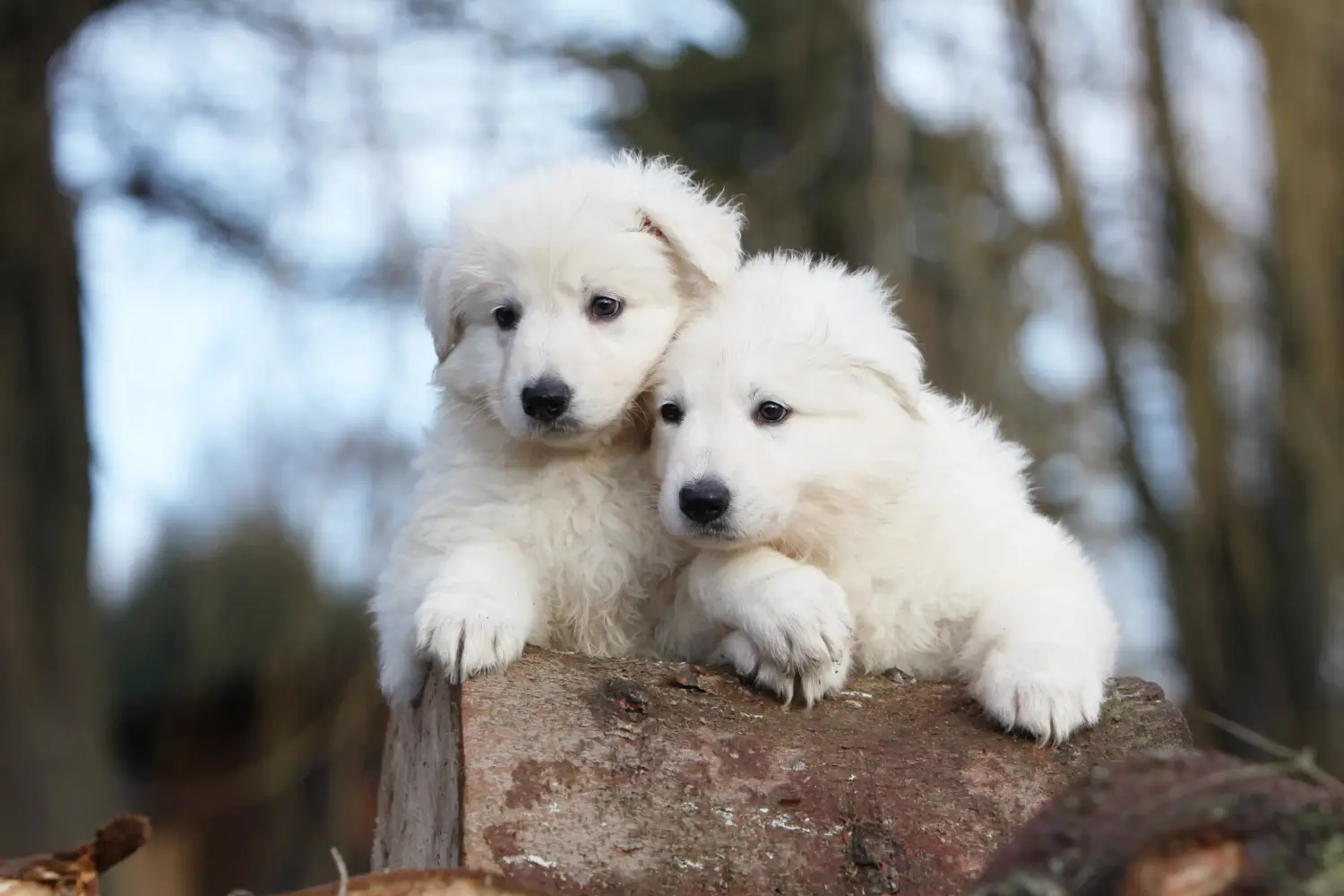 Een Witte Zwitserse Herder puppy kopen betekent verantwoordelijkheid nemen! Witte Zwitserse herder puppy's kopen.